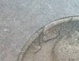 1919-S-Lincoln-Cent-Is-This-A-Cud-Error?