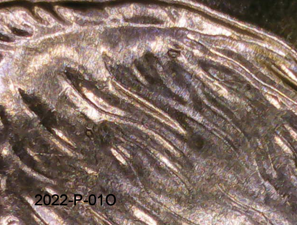2022-P-Dimes.-Just-Found-9-More-Dimes-That-Appear-To-Match-From-The-Same-Roll