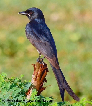Post-Your-Bird-Coins