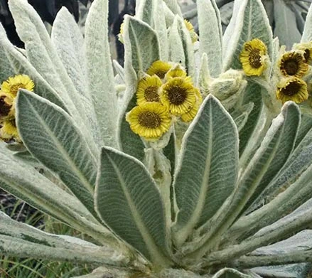 Post-Your-Coin-Or-Medal-With-Flora
