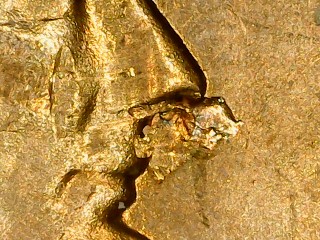 1966-Lincoln-Cent-Nose-?