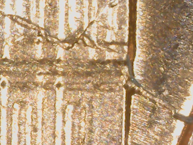 2009-Lincoln-Cent-Pw-DDR