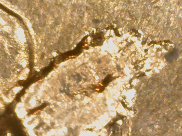 1960-D-LD--LMC--Lamination-Or-Strike-Through?