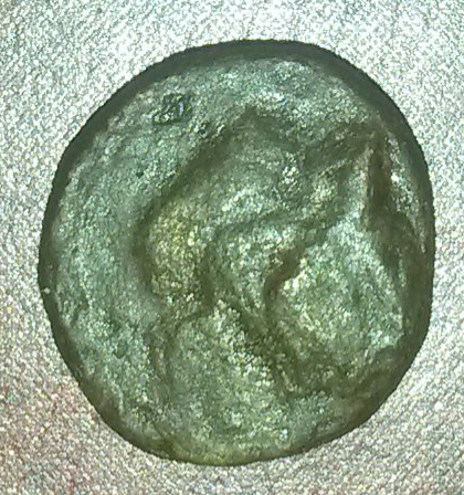 My-First-Animal-On-A-Coin.