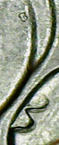 2015-P-Dime-Error-On-Leaf