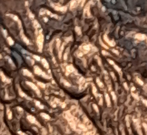 1995-D-Lincoln-Cent-Double-Ear?