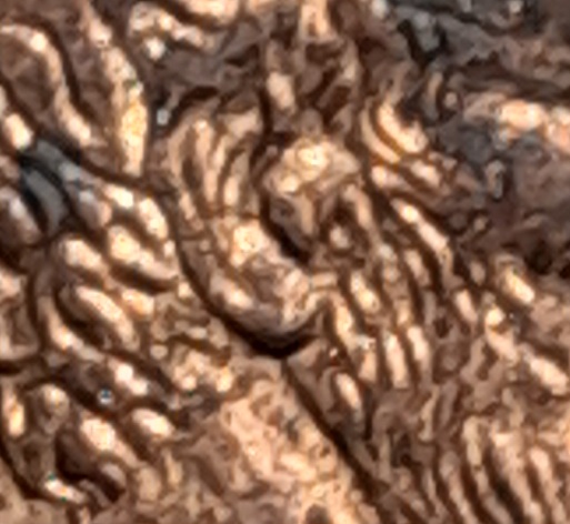 1995-D-Lincoln-Cent-Double-Ear?