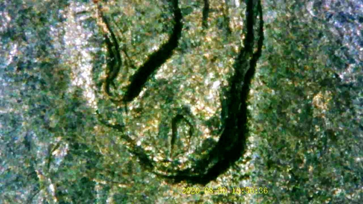 1988-D-Dime-Double-Ear?