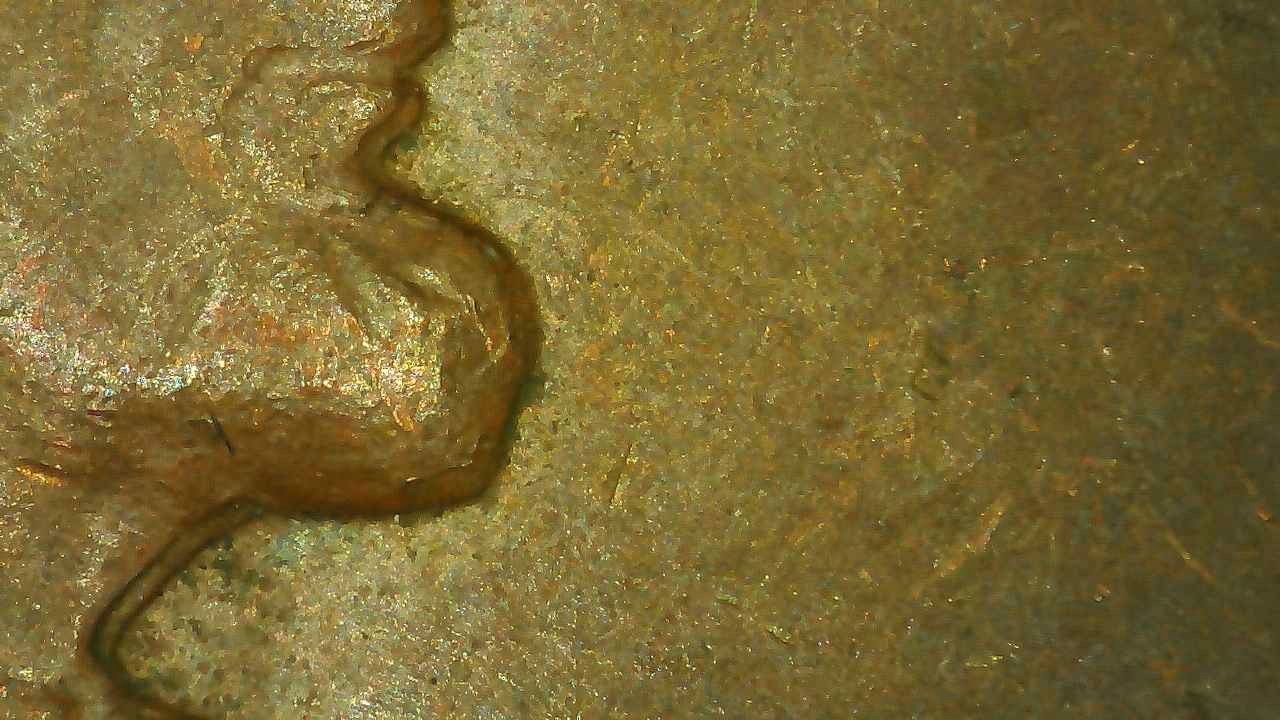 1963-D-Penny-DDO?-I-Checked-Wexlers,-VV-And-CC