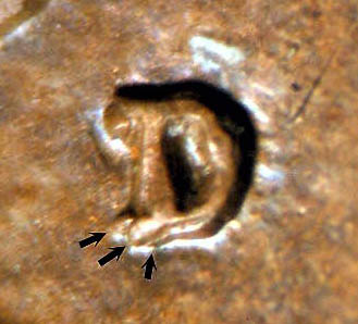 1915-D-Wheat-Cent---Rim-Issue---Proof?---RPM?