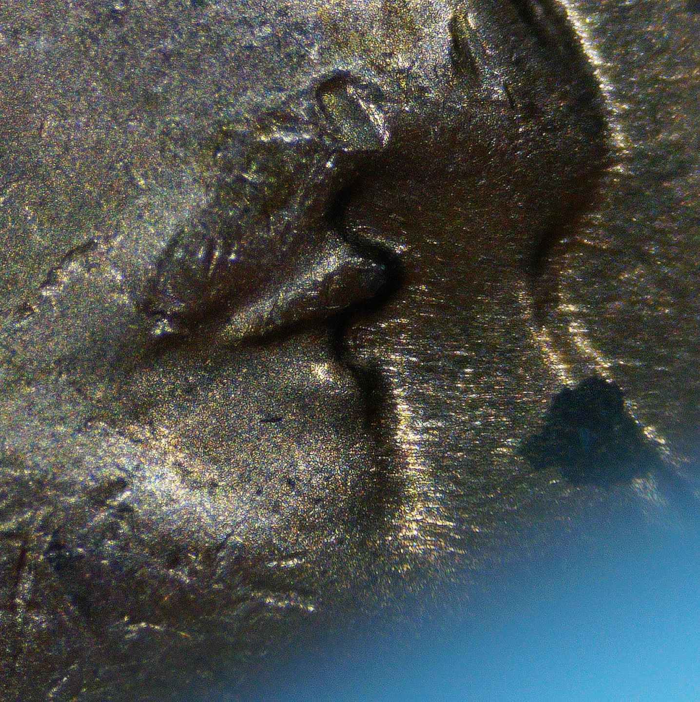 1947-P-LWC-Possible-CC#-1947-P-1-DO-007-Or-Something-Else