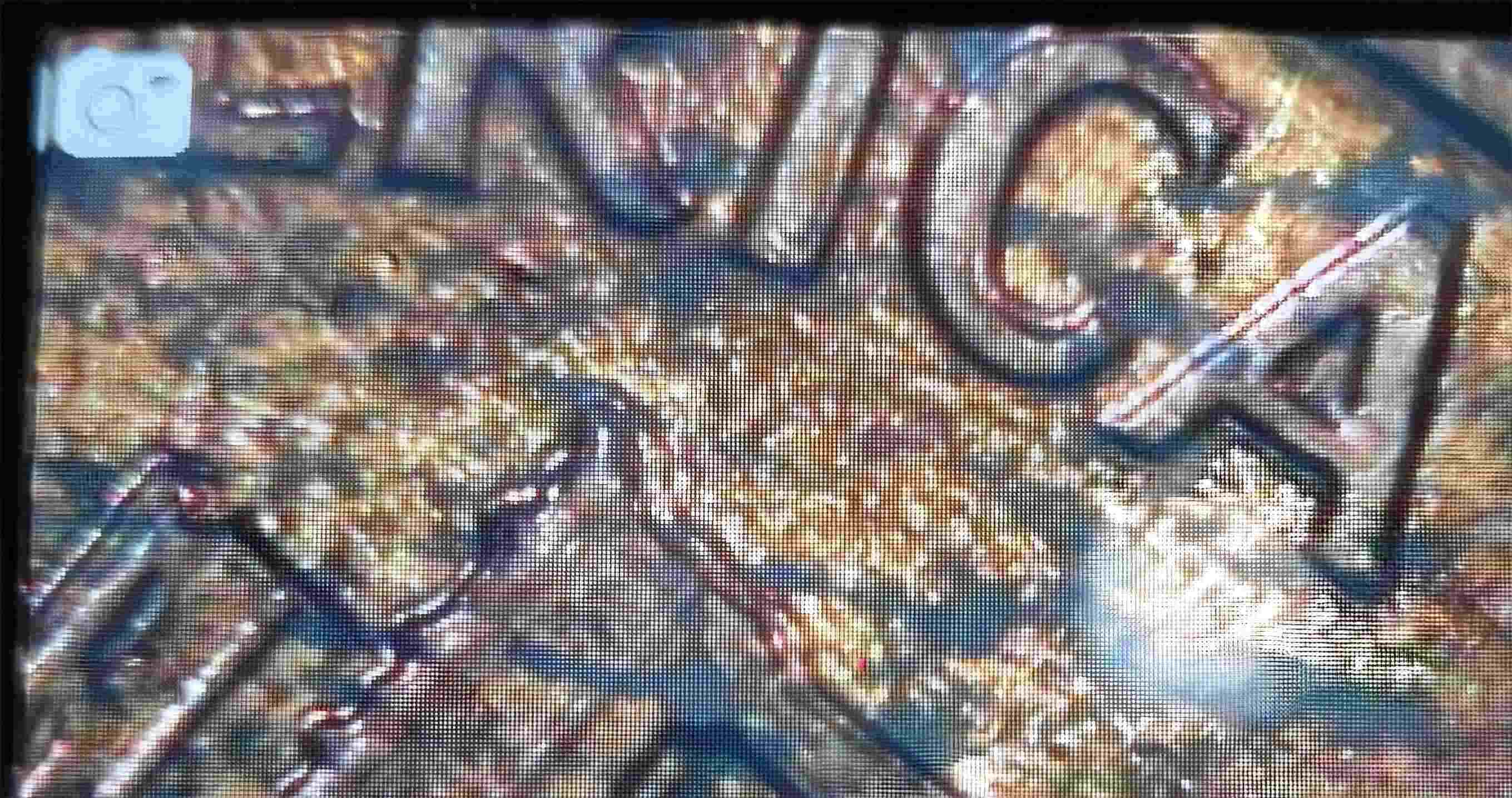 1966-Lincoln-Cent-DDR-Am-I-Correct?-Being-A-Relatively-New-Variety