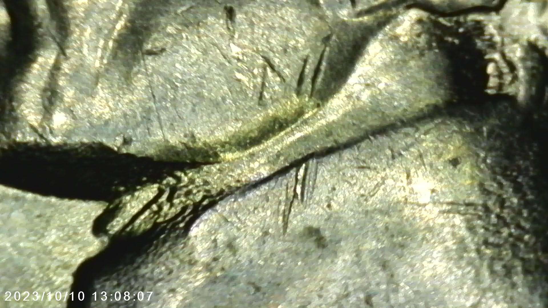 1957-D-Jefferson-Nickle--Errors-?