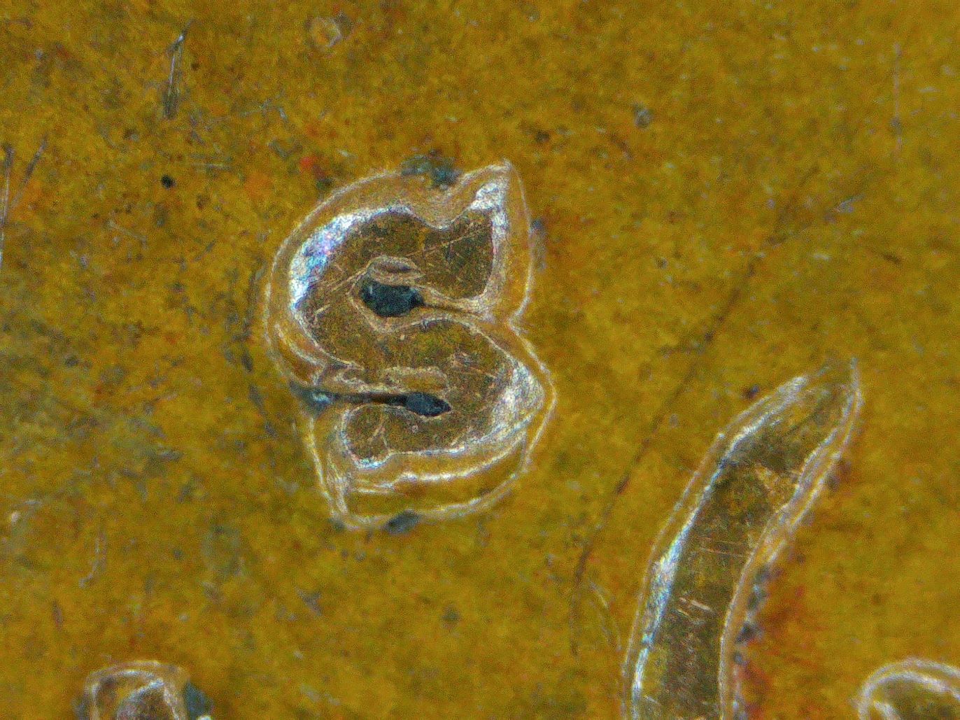 1941-S-Wheat-Penny.-Very-Odd-Mint-Mark
