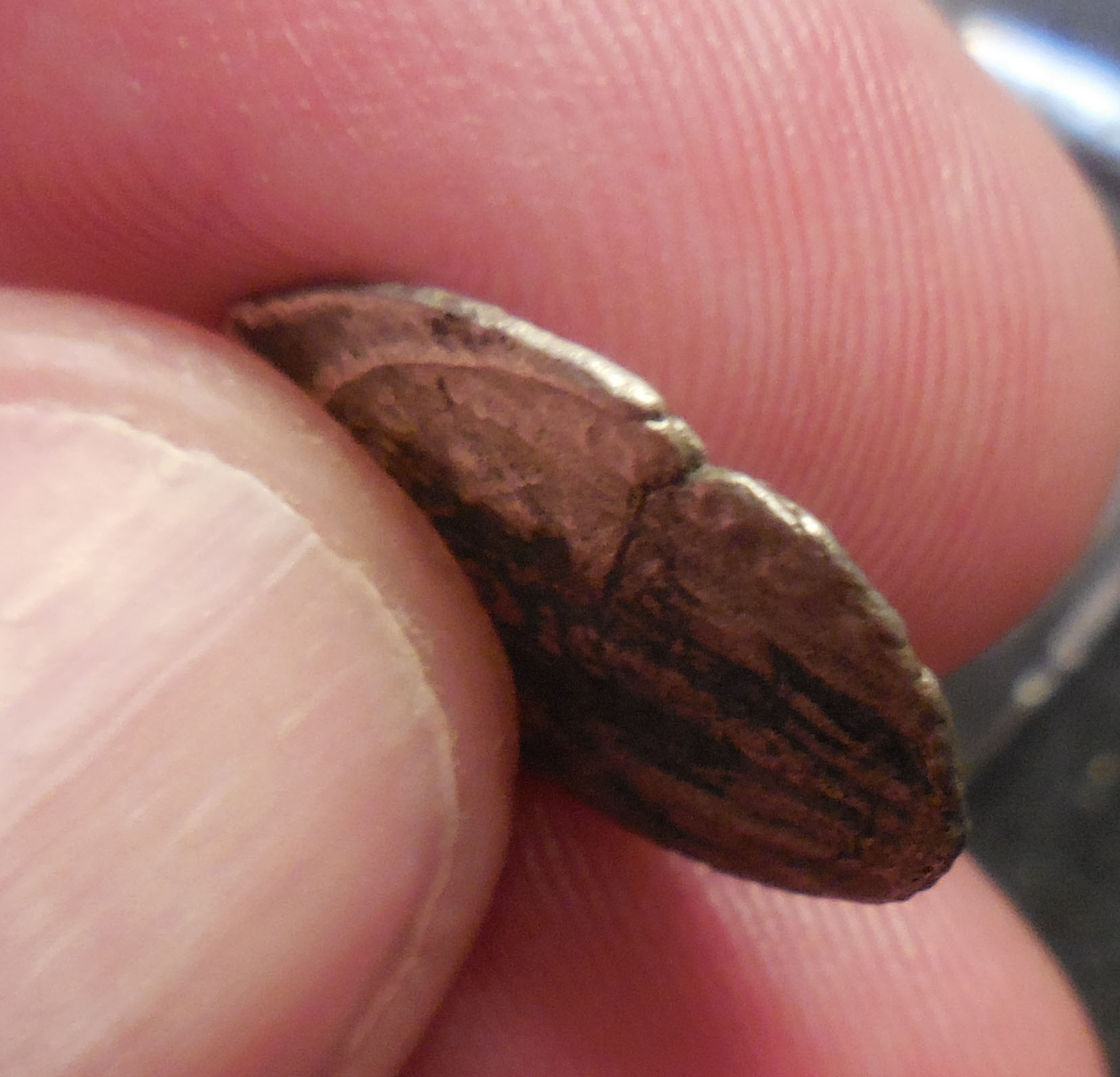 Anyone-Know-What-This-Is?