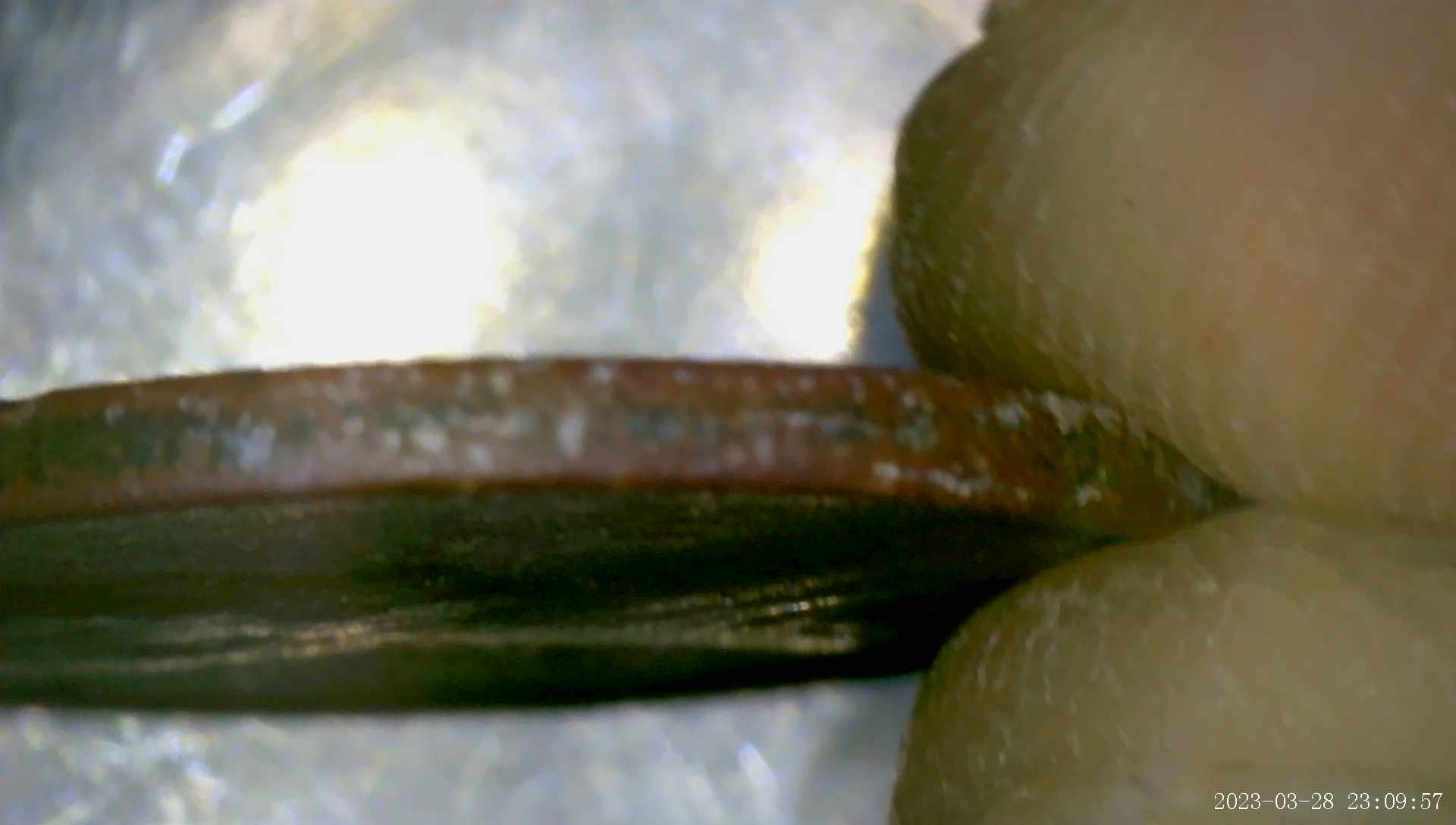 1969-D-Penny/-Curious-/-How-Does-A-Coin-Get-To-This-Awful-Condition-?
