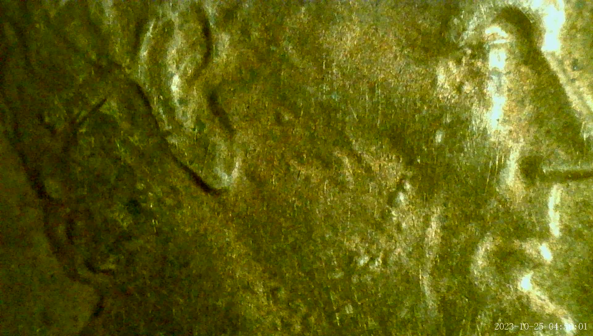 1982-D-Small-Date-Zinc-Penny---Error-?
