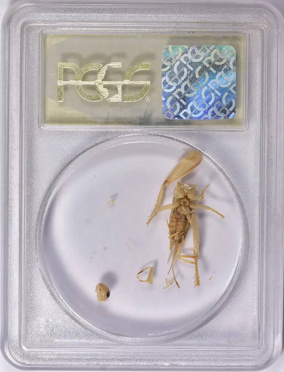 Post-Your-Coins-With-A-Cricket-The-Game-Theme.