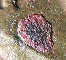 1921-Buffalo-5c-Grade-?