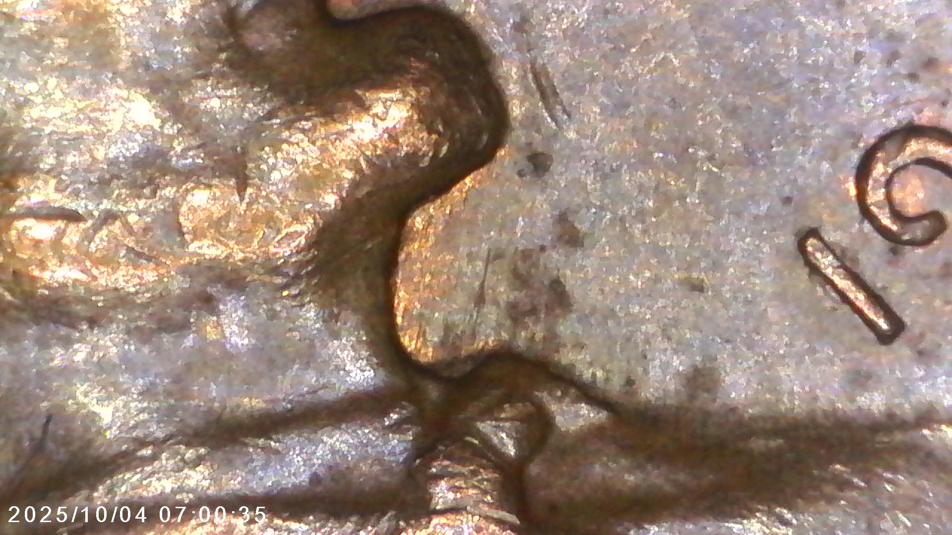 Is-This-1968-D-Penny-What-You-Call-A-Double-Strike-Or-Ghosting-Error