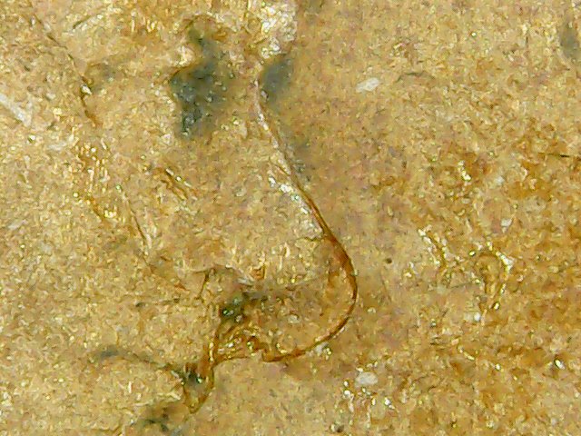 Need-Help,-Very-Strange-Wheat-1c---Must-See-This-!