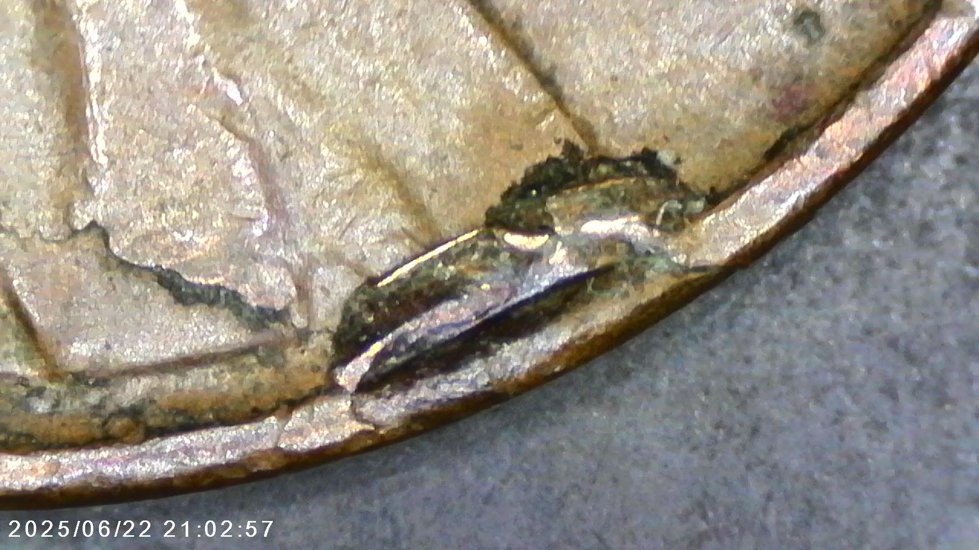 1938-P--1c-Wheat-Penny---Error-Check---Struck-Through?