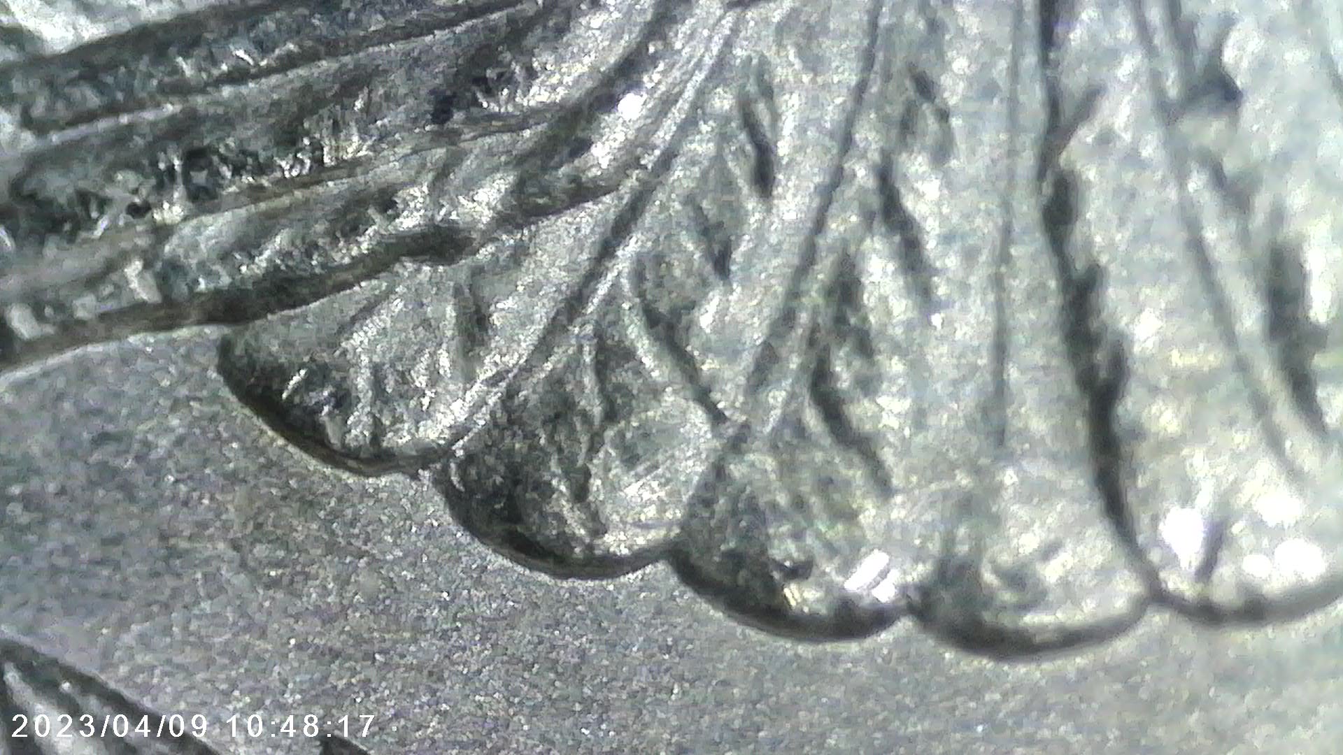1921-Morgan-Dollar-Doubled-Lower-Tailfeathers.-Please-Help-Identifying-VAM