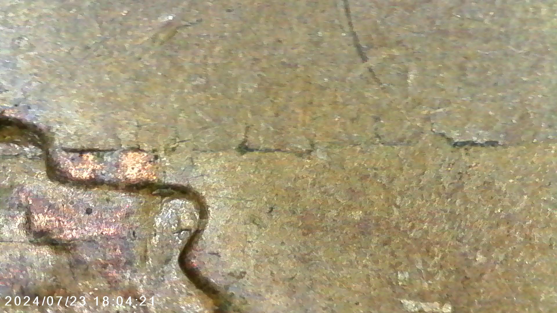 1956-D-Lincoln-Cent-Obverse-Lamination-Or-PMD?-Lincoln's-Face-Is-Removed!
