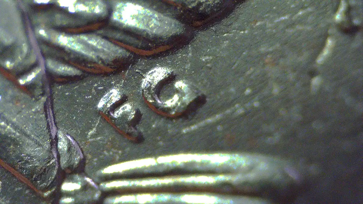 2025-P-Half-Dollar---Potential-Star-Doubling.