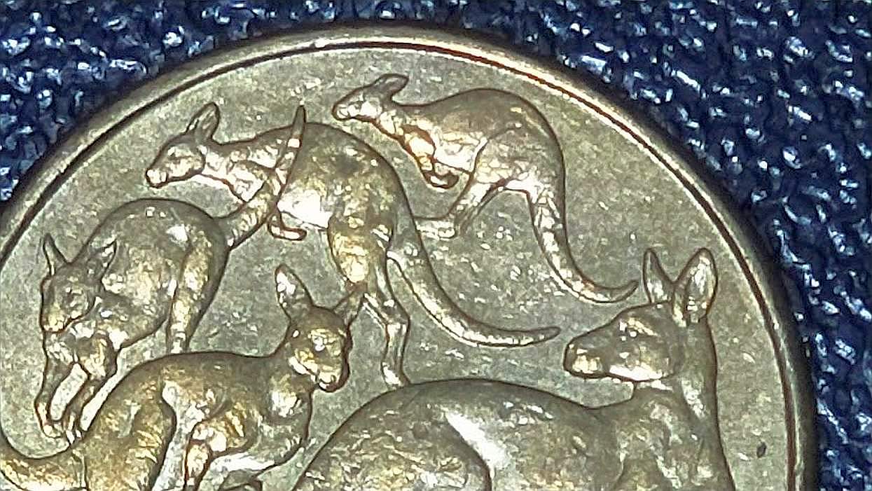 $1-Mob-Of-Roos---3RD-Roo-Missing-Right-Rear-Leg?