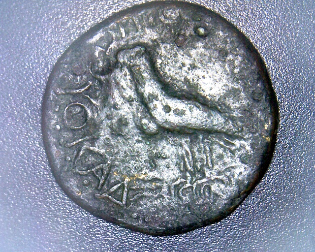 Agrippina-Jr-Still-Undecided