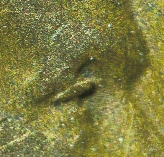 1942-Lincoln-Cent-DDO-FS-101?