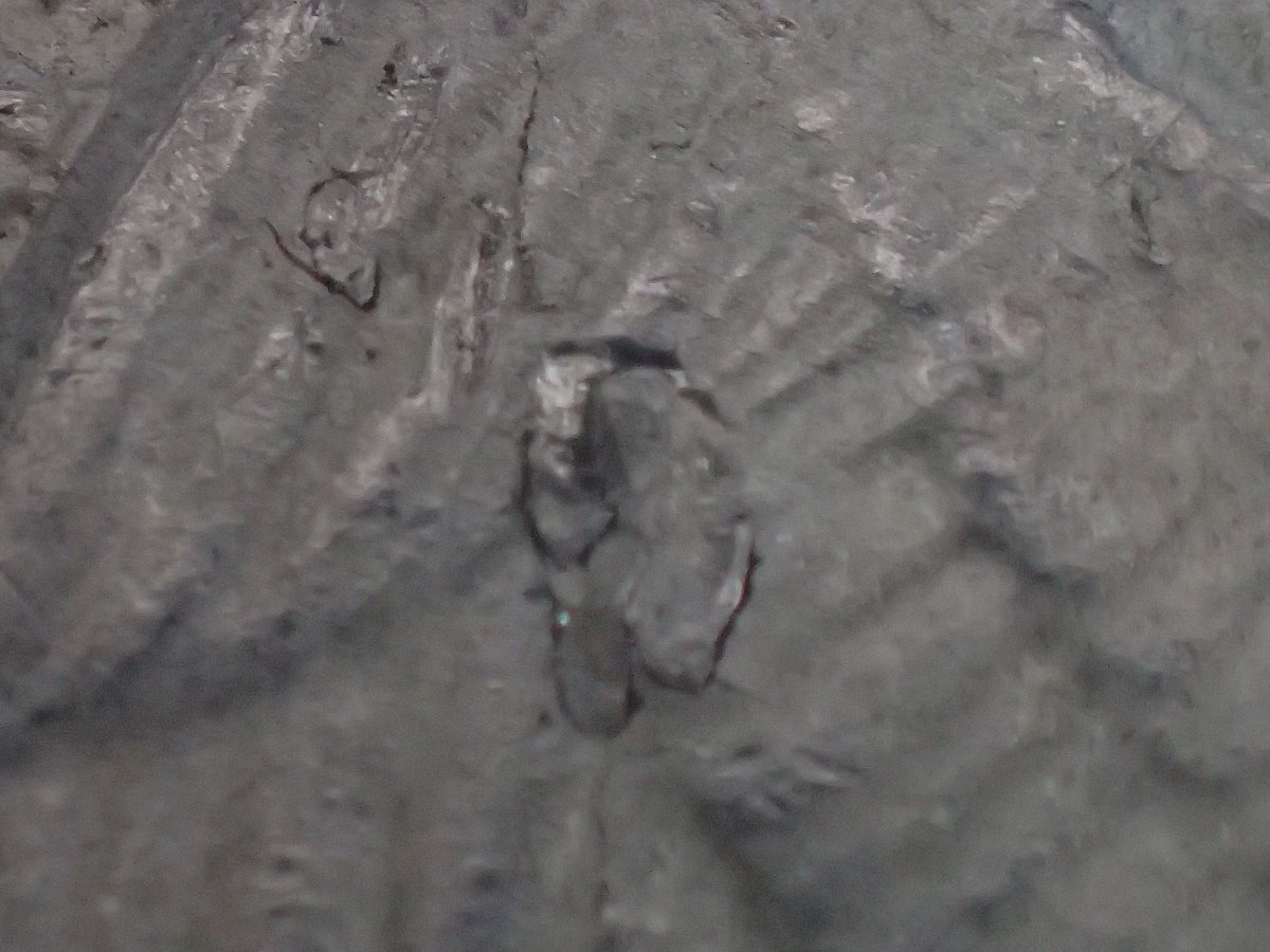 Delamination-Week-Fun-1964-D-Quarter