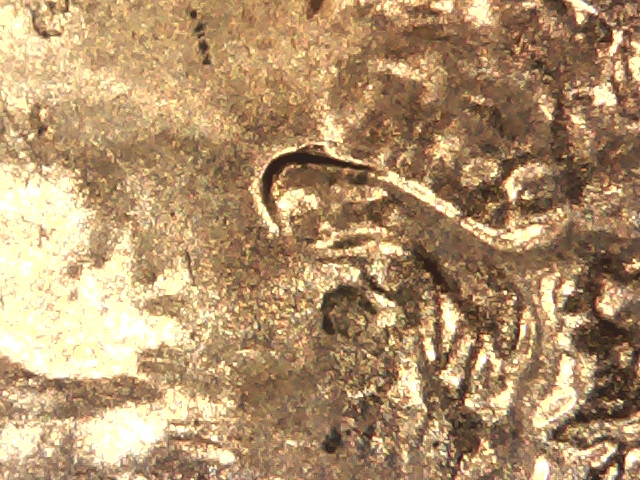 2016-D-Lincoln-Shield-Cent-Doubled-Die-Ear