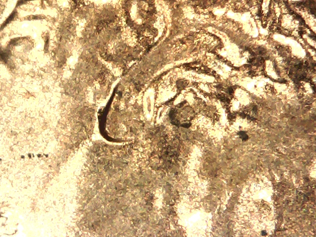 2016-D-Lincoln-Shield-Cent-Doubled-Die-Ear