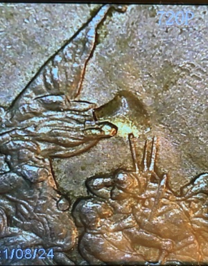 Interesting-Error-On-1999-New-Jersey-State-Quarter