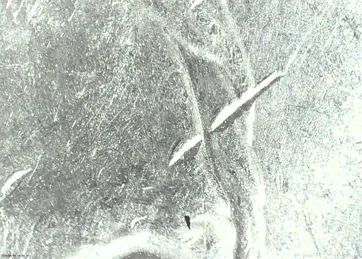 2021-P-Nickel-Not-Sure-What-This-Is?