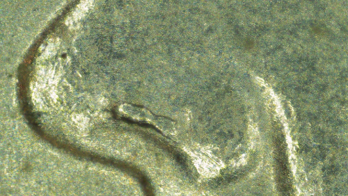 2018-P-Dime-WDDR-004