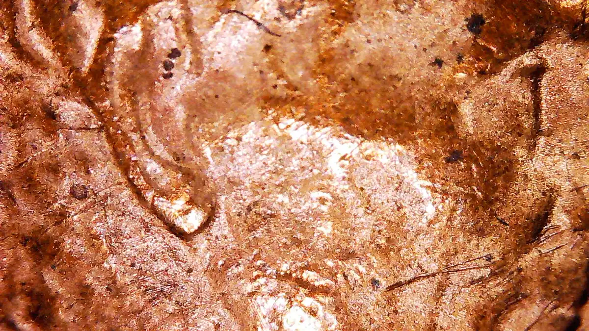 New-Member-&-1958-Double-Die-Opinions