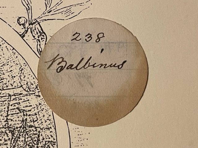 Balbinus-Sestertius-Ric-16-Pickup