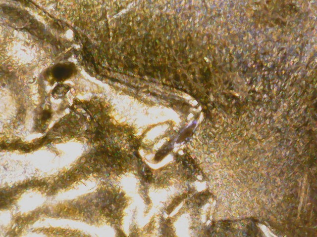 2024-Lincoln-Cent-Denver-Is-This-An-Error?