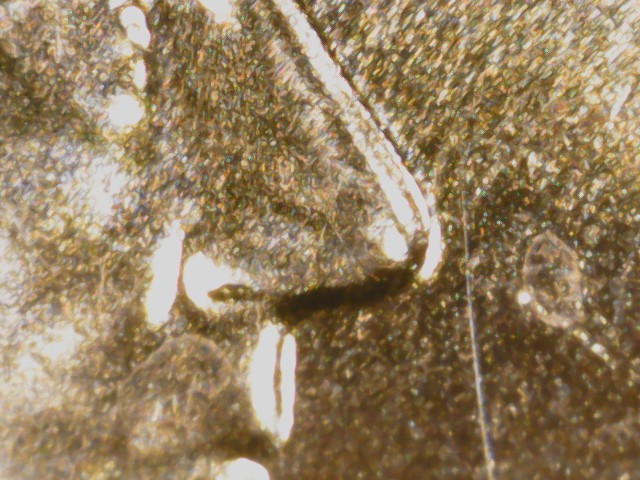 2024-Lincoln-Cent-Denver-Is-This-An-Error?