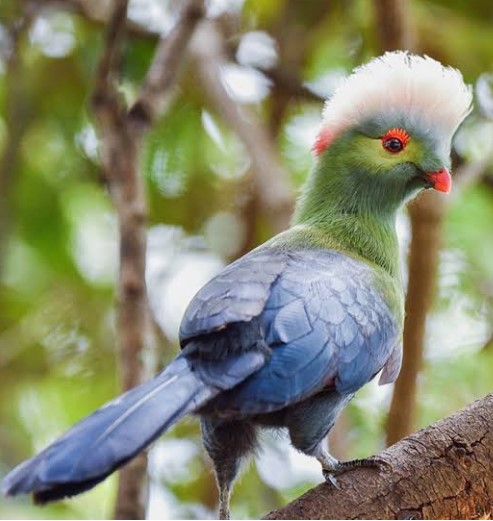 Post-Your-Bird-Coins