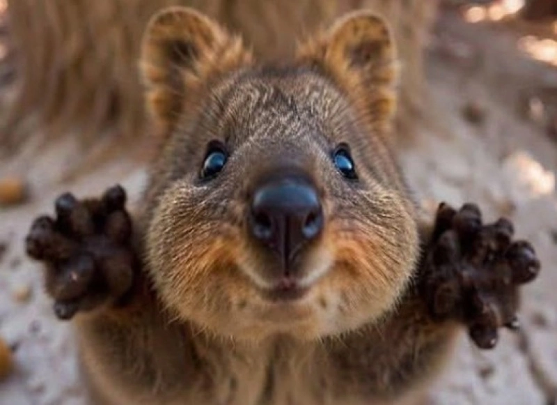 Post-Your-Coins-Featuring-Marsupials