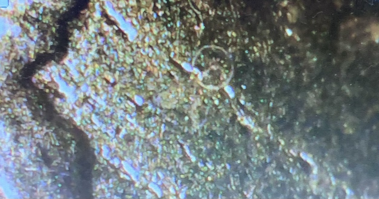 2022-Penny-Markings-?