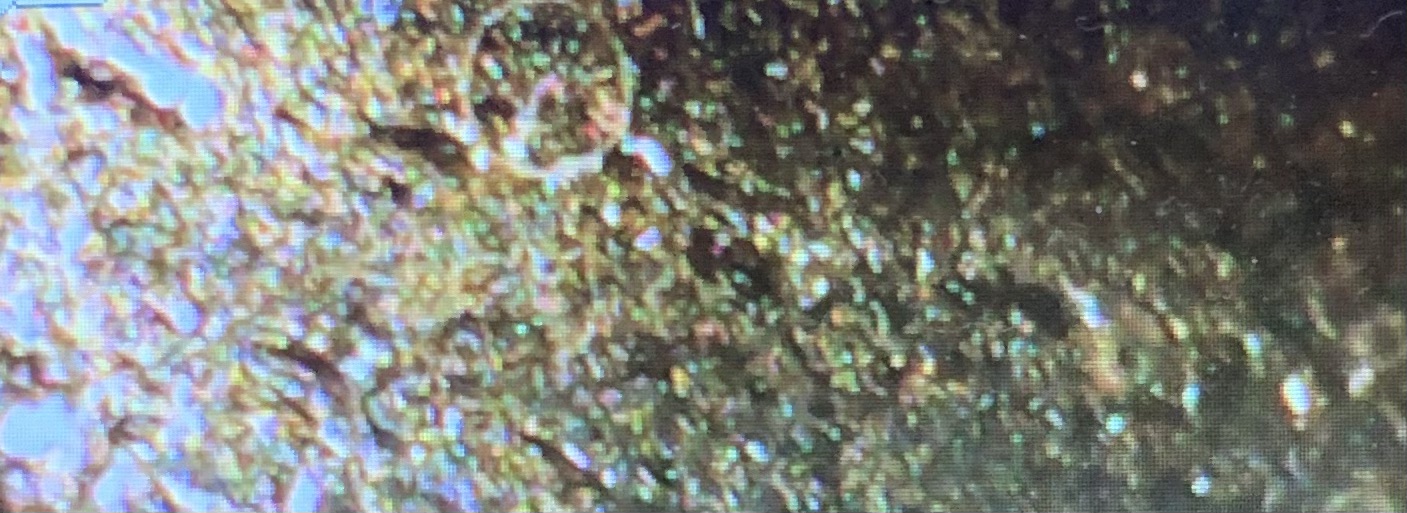 2022-Penny-Markings-?