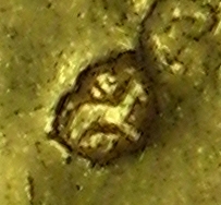 Unidentified-Counterstamp-On-Gold-Third-Guinea