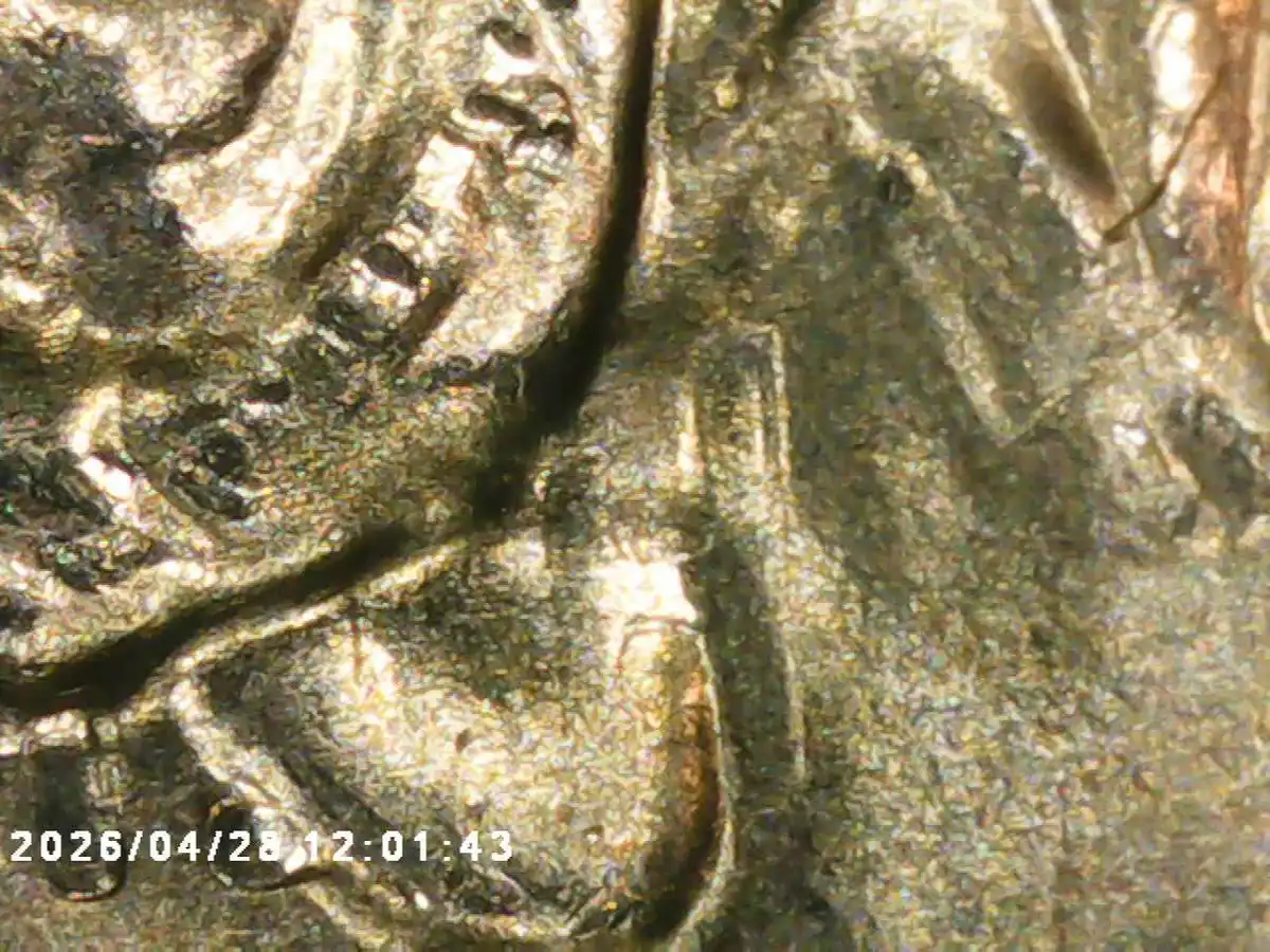 Yldcoin's-Quarter-Roll-Finds