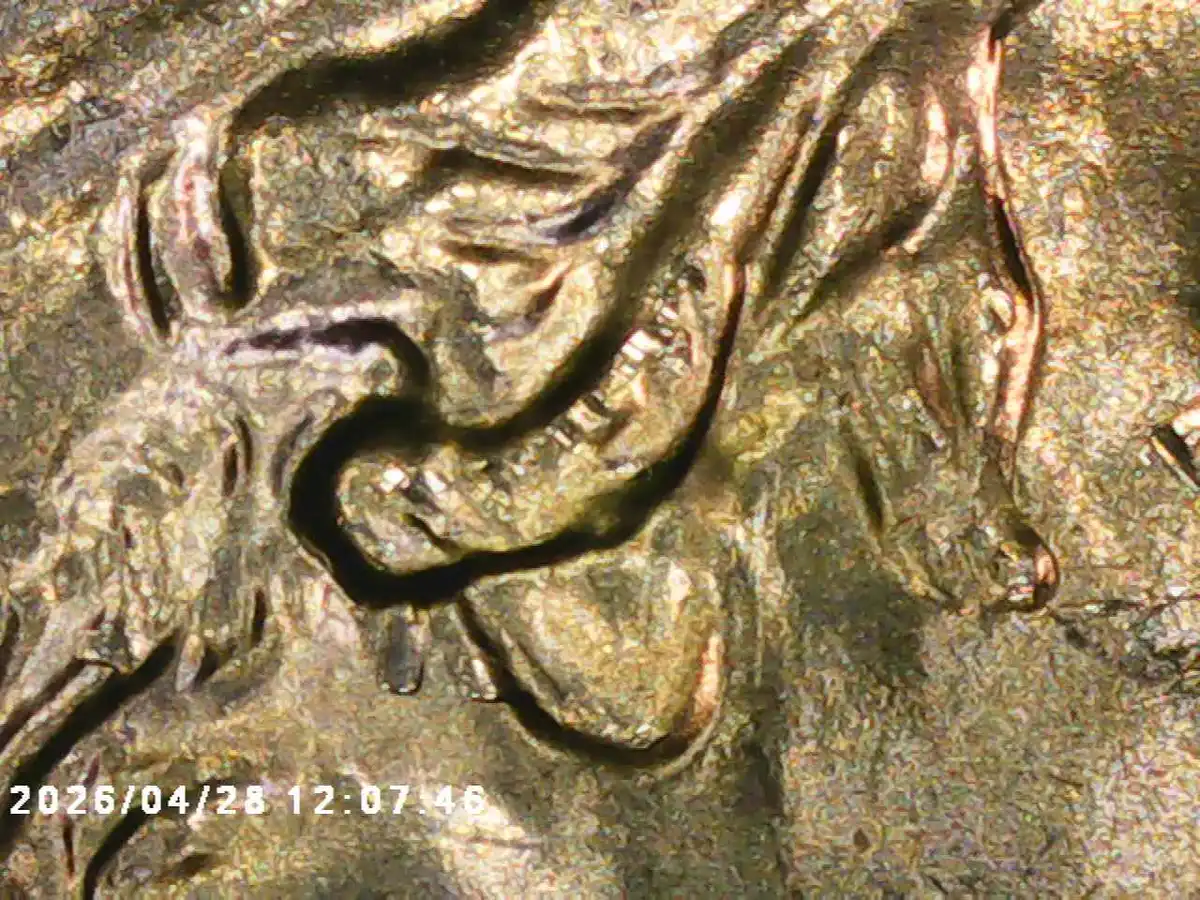 Yldcoin's-Quarter-Roll-Finds