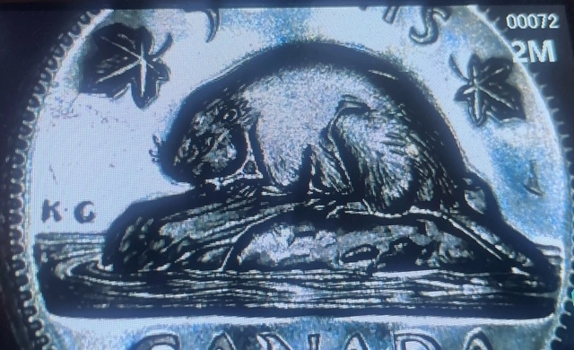 1964-Bare-Beaver--Or-Is-It-Bald
